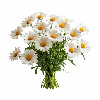 Aromatski vzglavnik Chamomile 50x70 cm EMI