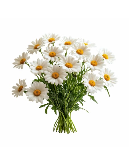 Aromatski vzglavnik Chamomile 50x70 cm EMI