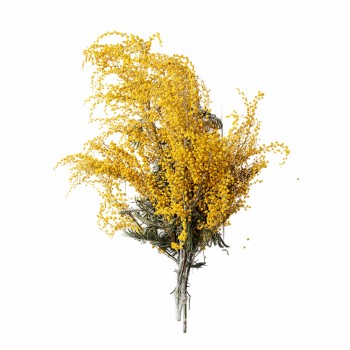 Aromatični vzglavnik Albizia flower 50x70 cm EMI