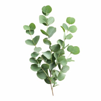 Aromatski vzglavnik Eucalyptus leaf 50x70 cm EMI