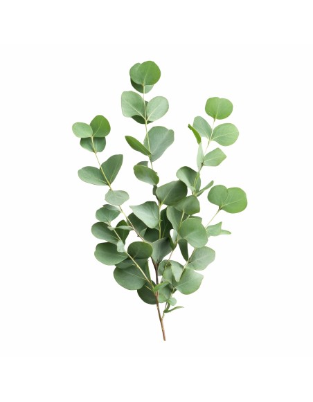 Aromatski vzglavnik Eucalyptus leaf 50x70 cm EMI